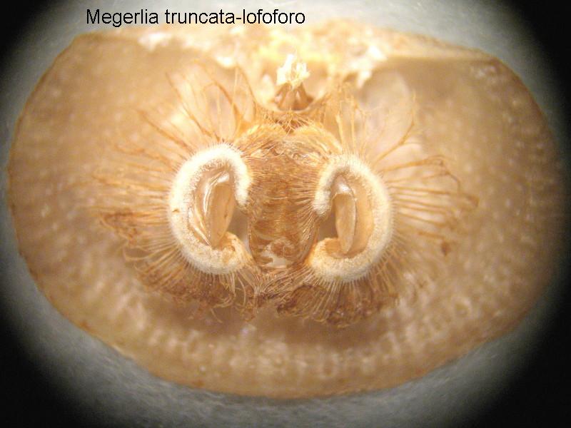 Megerlia truncata (Linnaeus, 1767)